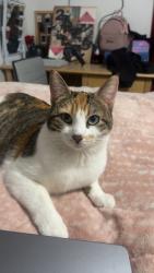Lost Female Cat last seen Sierra Vista Neighborhood, Santa Fe, NM 87507