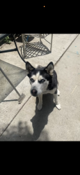 Lost Female Dog last seen Foxly and right ave by Whittier DMV, Whittier, CA 90602