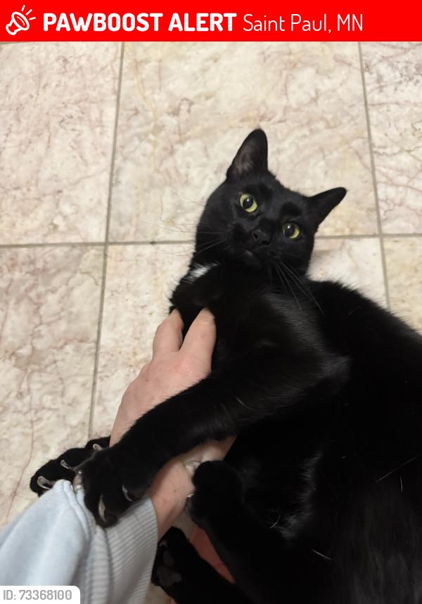 Lost Female Cat last seen Preble St & Beaumont Ave E Saint Paul, Saint Paul, MN 55130