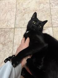 Lost Female Cat last seen Preble St & Beaumont Ave E Saint Paul, Saint Paul, MN 55130