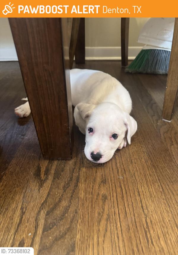 Found/Stray Male Dog last seen Rustic View & Saddlehorn - Denton TX, Denton, TX 76207