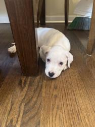 Found/Stray Male Dog last seen Rustic View & Saddlehorn - Denton TX, Denton, TX 76207
