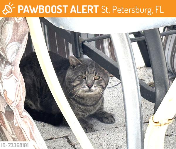 Found/Stray Unknown Cat last seen 4th Street N, St. Petersburg, FL, St. Petersburg, FL 33701
