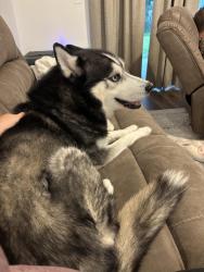 Reunited Male Dog last seen San fillipo north of Waco, Palm Bay, FL 32905