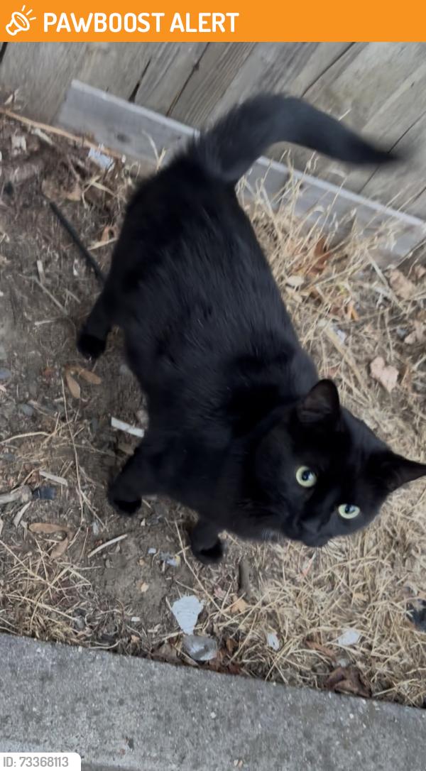 Found/Stray Male Cat last seen Inside the car park, Greater London, England HA9 7JA