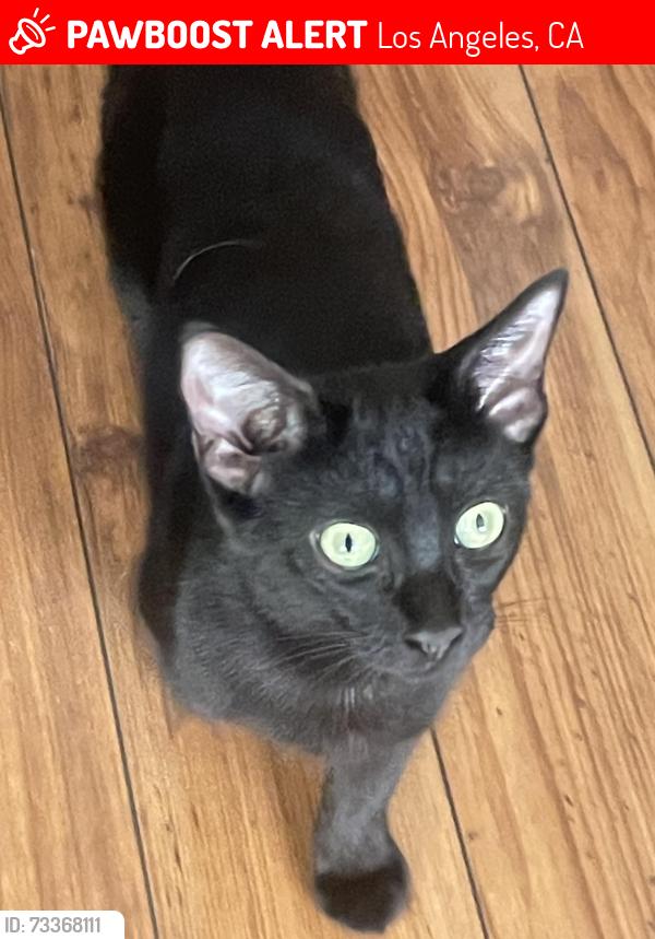 Lost Female Cat last seen Estara and Drew St, Los Angeles, CA 90065