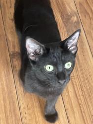 Lost Female Cat last seen Estara and Drew St, Los Angeles, CA 90065