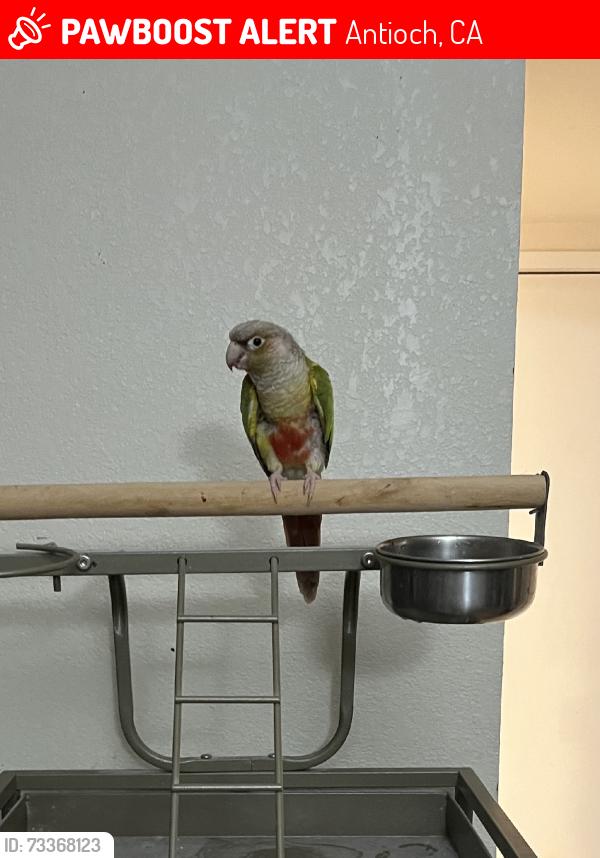 Lost Male Bird last seen Payton ct, Antioch, CA 94509