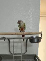 Lost Male Bird last seen Payton ct, Antioch, CA 94509