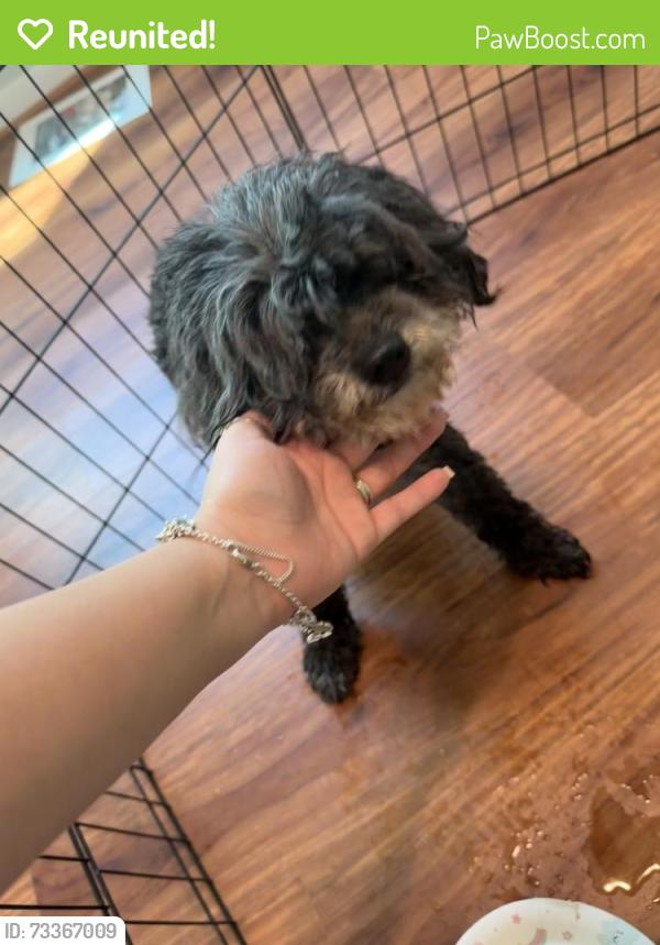 Reunited Female Dog last seen N Warmstone Way, Katy, TX 77494