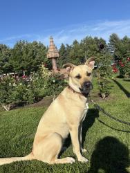 Found/Stray Female Dog last seen Duluth rose garden, Duluth, MN 55802