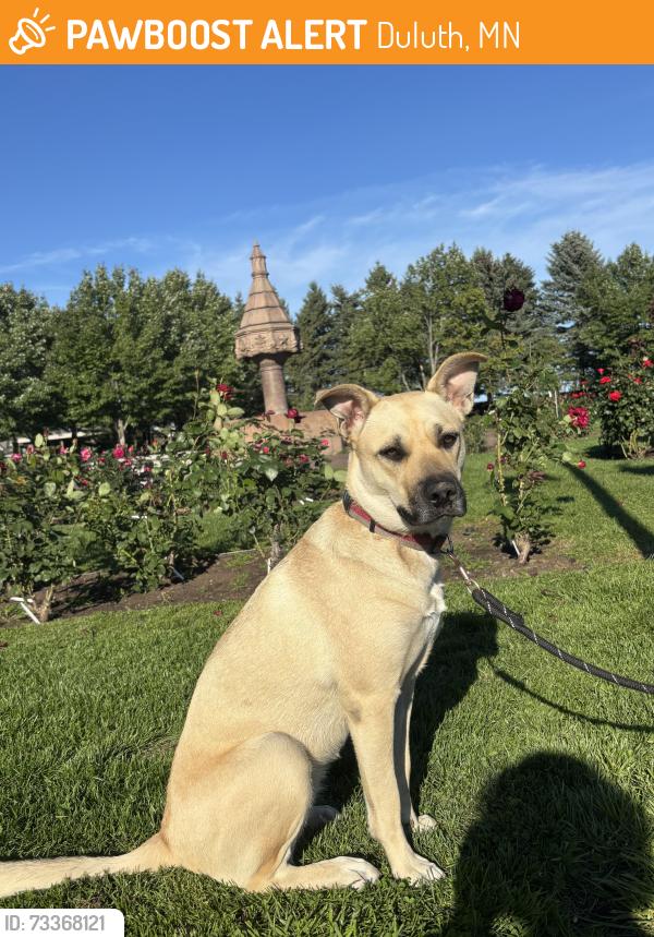 Found/Stray Female Dog last seen Duluth rose garden, Duluth, MN 55802