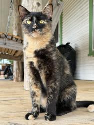 Lost Female Cat last seen Brazos valley off road ranch, Leonard Road, State Highway 47, Bryan, TX 77807