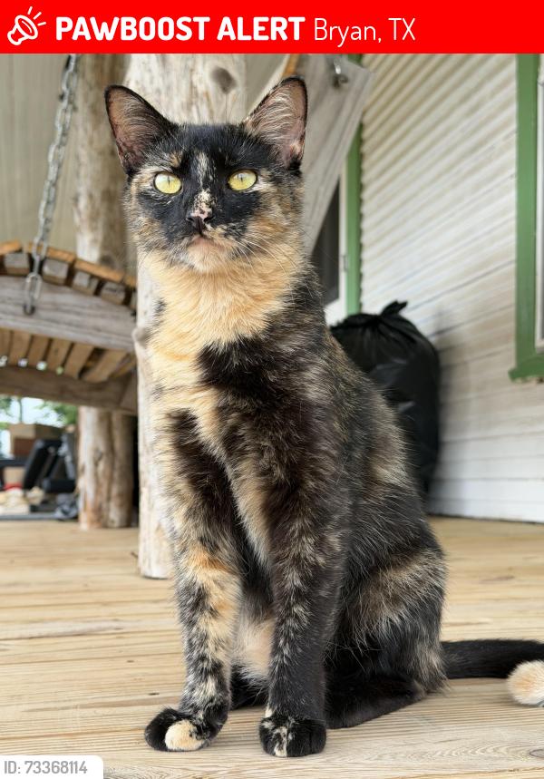 Lost Female Cat last seen Brazos valley off road ranch, Leonard Road, State Highway 47, Bryan, TX 77807
