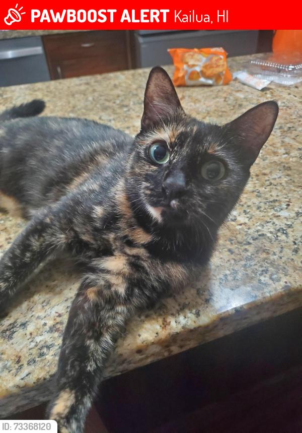Lost Female Cat last seen Iliaina Street and Iliwahi Loop, Kailua, HI 96734