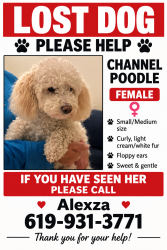 Lost Female Dog last seen Kimball park, National City, CA 91950