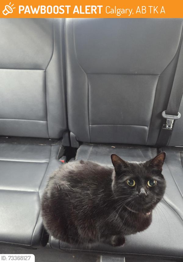 Found/Stray Female Cat last seen Near 14 St NW, Calgary, AB T2K 1A2