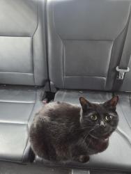 Found/Stray Female Cat last seen Near 14 St NW, Calgary, AB T2K 1A2