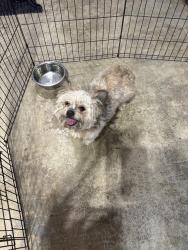 Found/Stray Male Dog last seen Cherry Ave & Jurupa Ave, Fontana, CA 92337