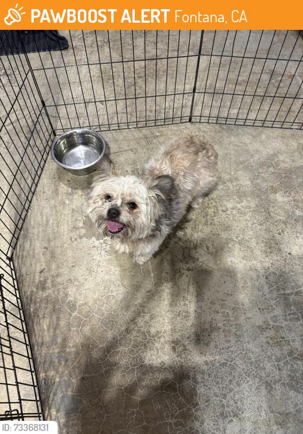 Found/Stray Male Dog last seen Cherry Ave & Jurupa Ave, Fontana, CA 92337