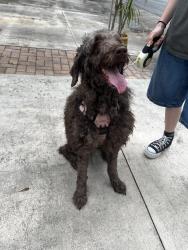 Found/Stray Female Dog last seen Rhode Island and colonial rd, Fort Pierce, FL 34950