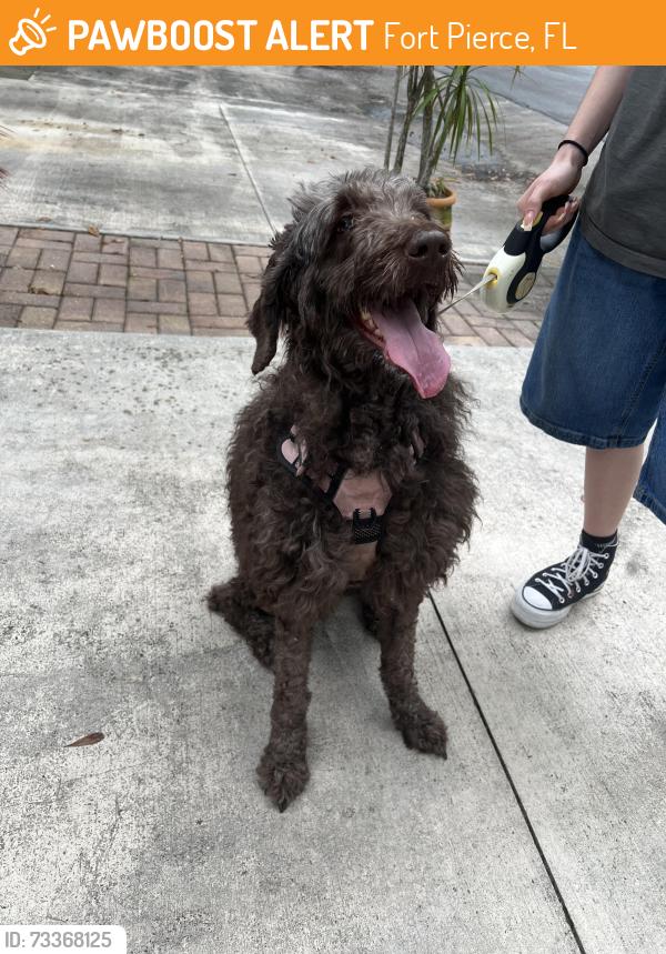 Found/Stray Female Dog last seen Rhode Island and colonial rd, Fort Pierce, FL 34950