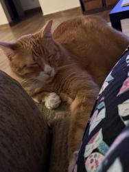 Lost Male Cat last seen 17th & Ebony, McAllen, TX 78501