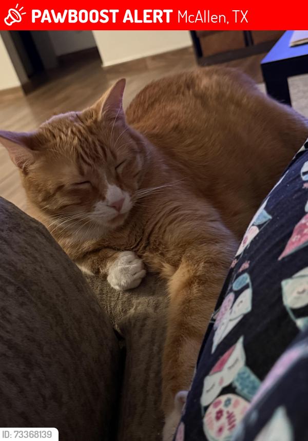 Lost Male Cat last seen 17th & Ebony, McAllen, TX 78501