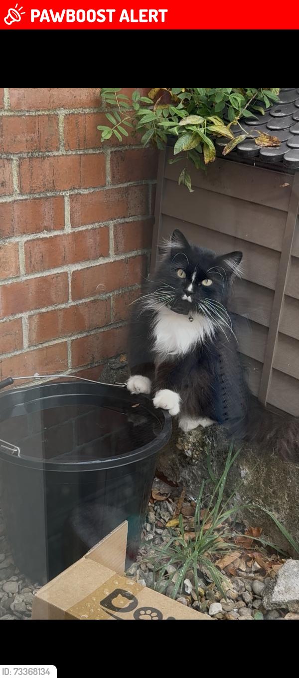 Lost Male Cat last seen Herbey Street , Burns Street, Shakespeare Road, Hunter Street, West Northamptonshire, England NN1 3QE