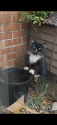 Lost Male Cat last seen Herbey Street , Burns Street, Shakespeare Road, Hunter Street, West Northamptonshire, England NN1 3QE