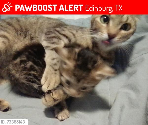 Lost Female Cat last seen Animal control cat intake, Edinburg, TX 78542