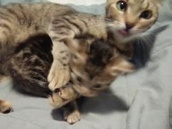 Lost Female Cat last seen Animal control cat intake, Edinburg, TX 78542