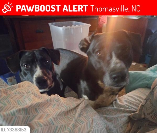 Lost Female Dog last seen Kindley and 64, Thomasville, NC 27360