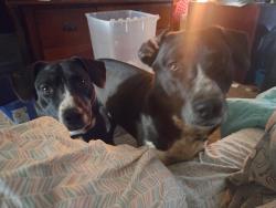 Lost Female Dog last seen Kindley and 64, Thomasville, NC 27360
