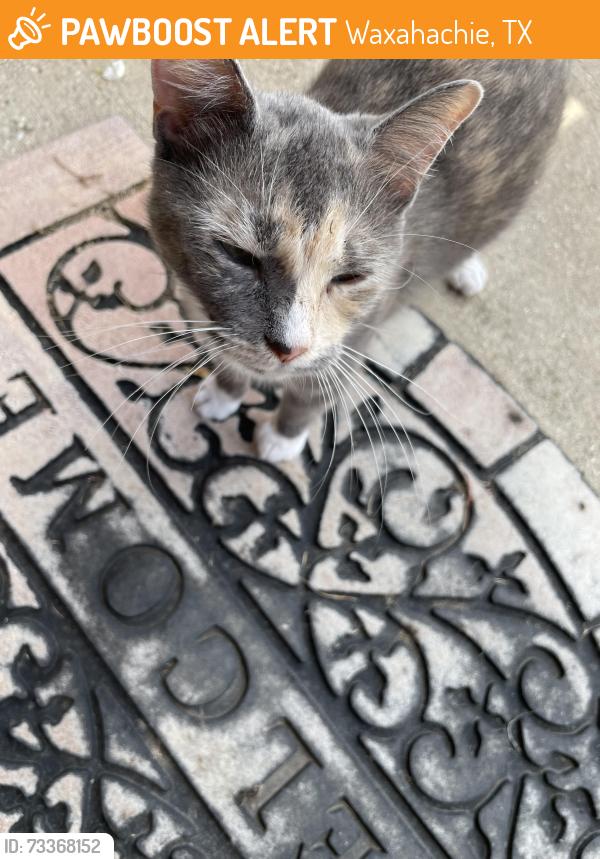 Found/Stray Female Cat last seen Christie ln/ shea st, Waxahachie, TX 75165