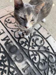 Found/Stray Female Cat last seen Christie ln/ shea st, Waxahachie, TX 75165