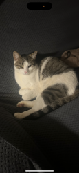 Lost Male Cat last seen Timberglen drive, Imperial, PA 15126