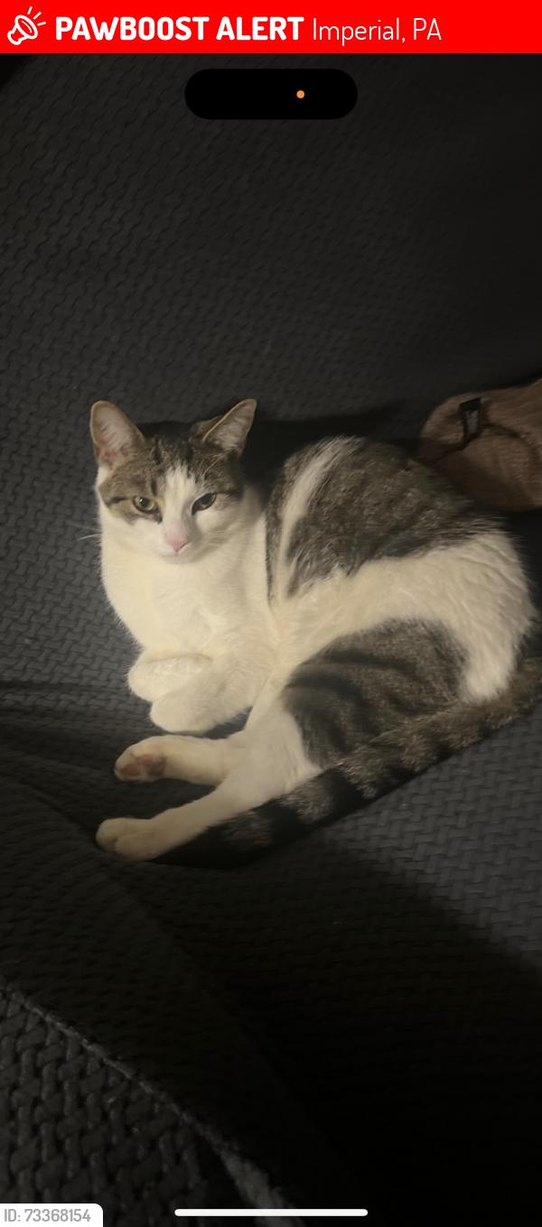 Lost Male Cat last seen Timberglen drive, Imperial, PA 15126