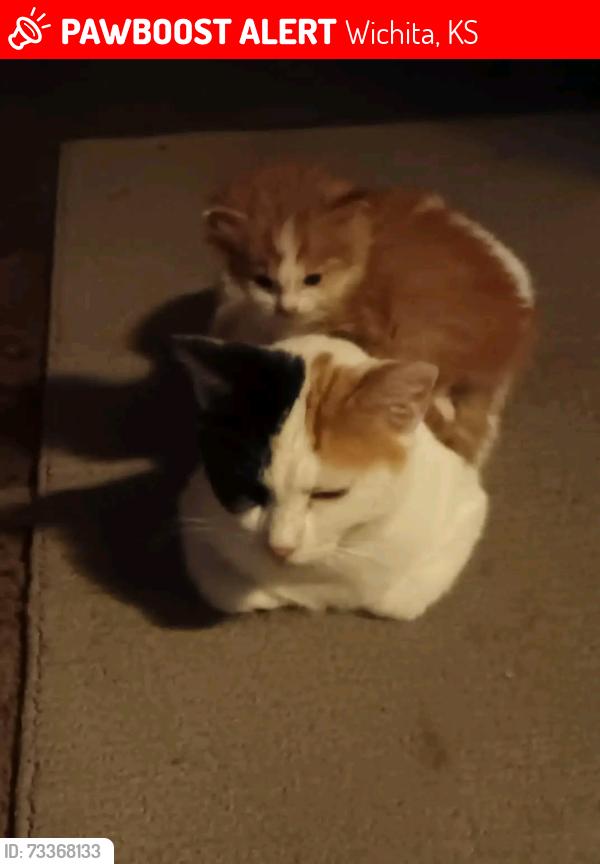 Lost Female Cat last seen West st and pawnee or kellogg, Wichita, KS 67209