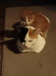 Lost Female Cat last seen West st and pawnee or kellogg, Wichita, KS 67209