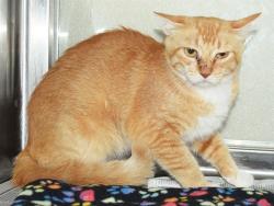 Shelter Stray Female Cat last seen FLORINDA WAY/68 AVE, 95828, 3839 Bradshaw Rd, Sacramento, CA 95827, USA