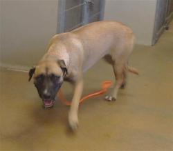 Shelter Stray Female Dog last seen GRANT LINE RD/MOSHER RD, 95624, 3839 Bradshaw Rd, Sacramento, CA 95827, USA