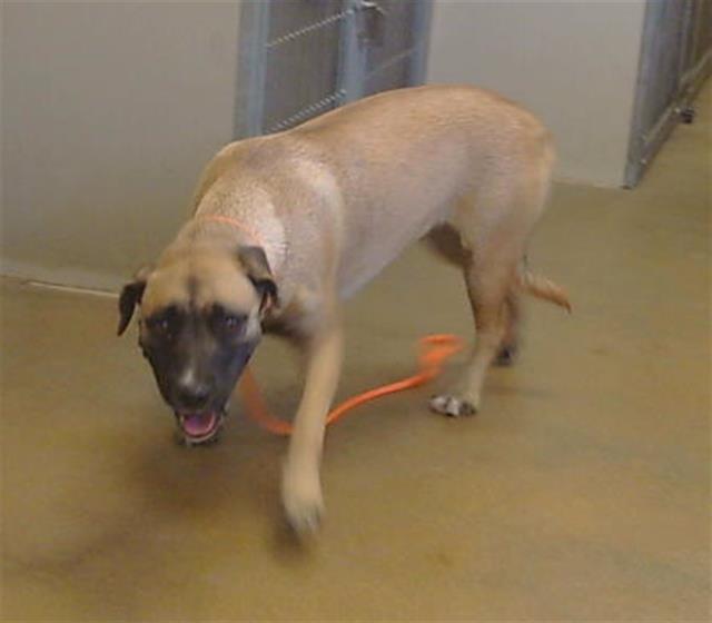 Shelter Stray Female Dog last seen GRANT LINE RD/MOSHER RD, 95624, 3839 Bradshaw Rd, Sacramento, CA 95827, USA