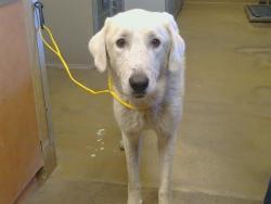 Shelter Stray Male Dog last seen GRANT LINE RD/MOSHER RD, 95624, 3839 Bradshaw Rd, Sacramento, CA 95827, USA