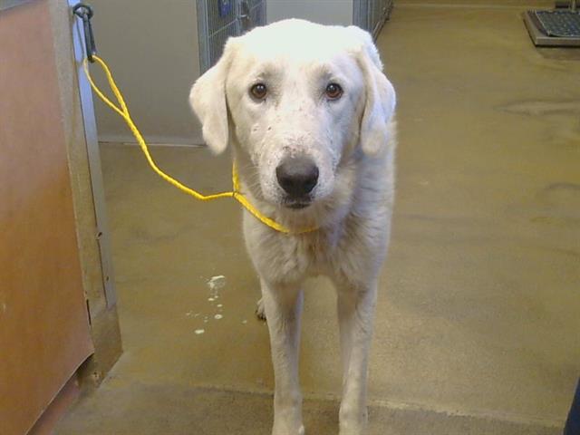 Shelter Stray Male Dog last seen GRANT LINE RD/MOSHER RD, 95624, 3839 Bradshaw Rd, Sacramento, CA 95827, USA