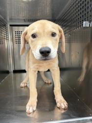 Shelter Stray Male Dog last seen Near BLOCK S PHILLIPS AVE, OKLAHOMA CITY OK 73149, 2811 SE 29th St, Oklahoma City, OK 73129, USA