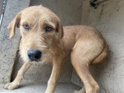 Shelter Stray Female Dog last seen SE GRAND BLVD & KELLY, 2811 SE 29th St, Oklahoma City, OK 73129, USA