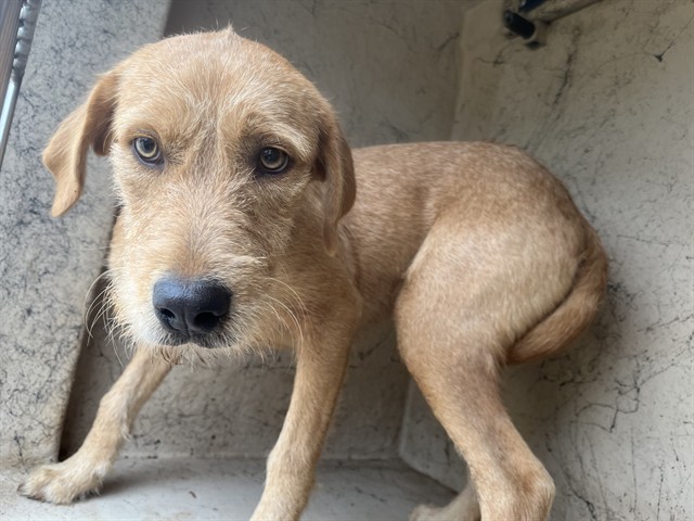 Shelter Stray Female Dog last seen SE GRAND BLVD & KELLY, 2811 SE 29th St, Oklahoma City, OK 73129, USA