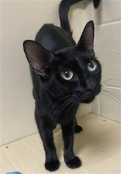 Shelter Stray Female Cat last seen MUIR WAY & MCCLATCHY WAY, 2127 Front St, Sacramento, CA 95818, USA