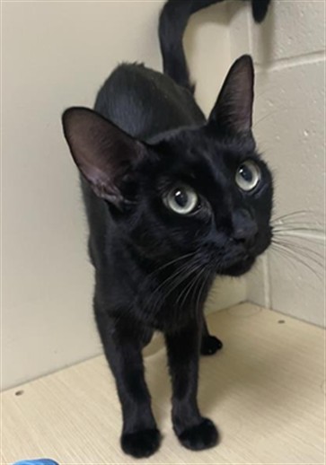 Shelter Stray Female Cat last seen MUIR WAY & MCCLATCHY WAY, 2127 Front St, Sacramento, CA 95818, USA